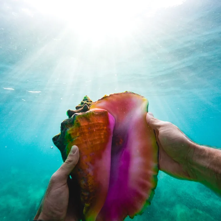 A conch shell held up through clear water