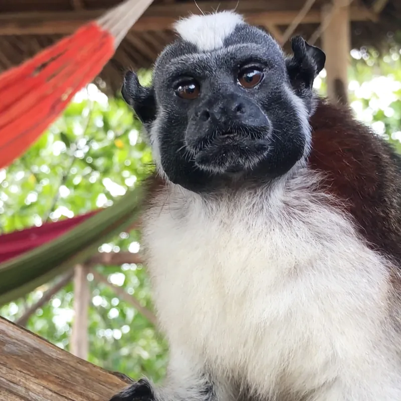 A monkey in the trees above the water