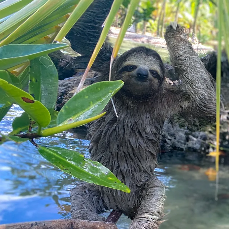 A sloth in the mangroves