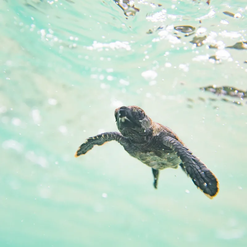 A sea turtle over the reef